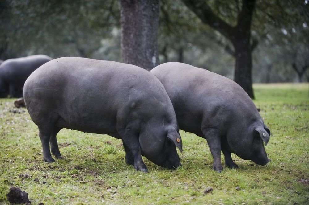 cerdos ibéricos en dehesa alimentándose de bellotas